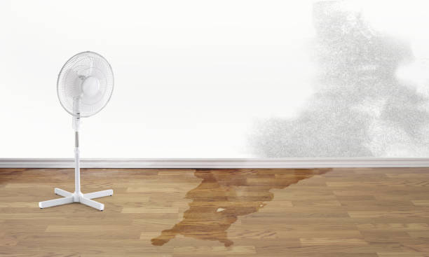 Best Carpet water damage restoration  in West Van Lear, KY