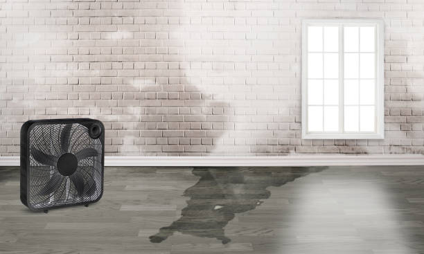 Best Fire Damage Restoration  in West Van Lear, KY