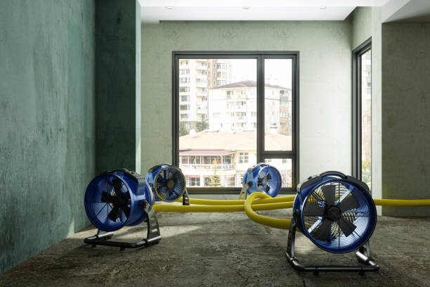 Best Mold removal after water damage  in West Van Lear, KY
